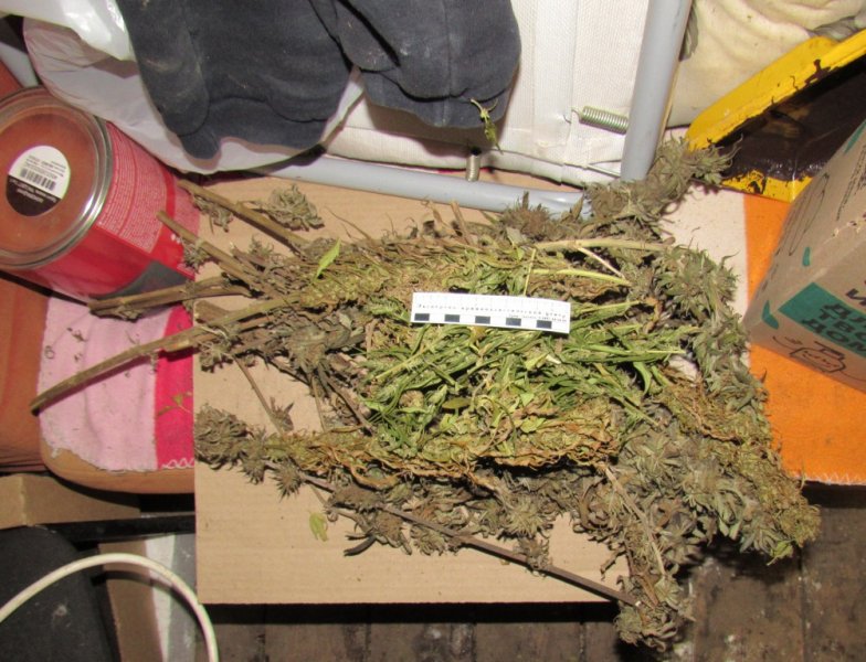 В Кочкуровском районе местный житель обвиняется в хранении более 180 граммов марихуаны